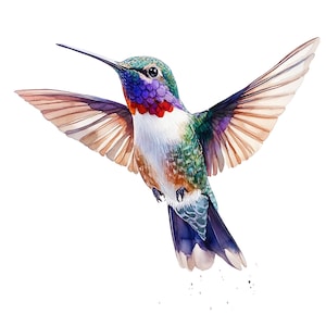 Puede incluir: Ilustración en acuarela de un colibrí en vuelo, con las alas extendidas. El ave presenta una cabeza verde, garganta púrpura, pecho blanco y una mezcla de verde, marrón y azul en su cuerpo y alas. El fondo es blanco.