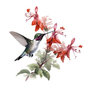 Puede incluir: Ilustración en acuarela de un colibrí en vuelo, acercándose a vibrantes flores rojas. El ave tiene plumas verdes e iridiscentes y blancas, con un pico largo y delgado. Las flores son de un rojo intenso y las hojas de un verde apagado.