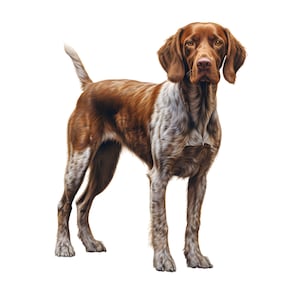 Puede incluir: Ilustración detallada de un perro marrón y blanco, probablemente de raza de caza, sobre un fondo blanco. El perro tiene un pelaje corto con marcas marrones y blancas, y orejas caídas. El perro mira directamente al espectador.