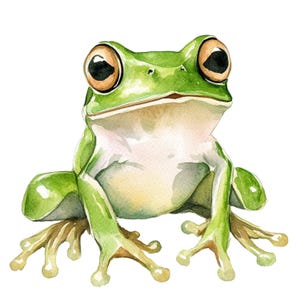 Può includere: Illustrazione ad acquerello di una rana verde con grandi occhi rotondi e un ventre chiaro. La rana è raffigurata in posizione seduta, con le zampe e i piedi visibili. L'opera d'arte ha una morbida texture ad acquerello ed è su sfondo bianco.
