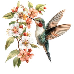 Puede incluir: Ilustración en acuarela de un colibrí con plumas verdes, rojas y blancas, alimentándose de una rama florida con flores blancas y melocotón. La imagen está sobre un fondo blanco.