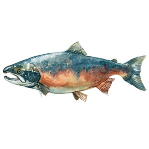 May include: A watercolour illustration of a salmon. The fish features a blue-grey back, fading to orange and red on its sides. The fins are a darker grey, set against a white background.