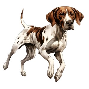 Puede incluir: Ilustración digital de un perro Pointer en una pose dinámica. El perro tiene un pelaje blanco con manchas y marcas marrones. Las orejas y la cabeza del perro son principalmente marrones. El perro se representa sobre un fondo blanco.