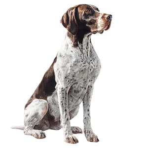 Puede incluir: Un perro de raza Braco Alemán sentado, con un pelaje manchado marrón y blanco. El perro tiene orejas y cabeza marrones, con una expresión concentrada. El perro está sentado erguido, mirando hacia la derecha.