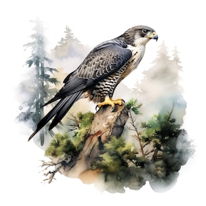 Autoaufkleber  Falken Aquarell Aufkleber Wetterfester Outdoor Vinyl Sticker Personalisierbar