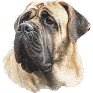 Puede incluir: Ilustración detallada de un perro Mastín, mostrando sus rasgos distintivos. El perro tiene un pelaje marrón claro con sombras más oscuras alrededor del hocico y los ojos. La imagen resalta la cara arrugada y los ojos expresivos del perro, sobre un fondo blanco.