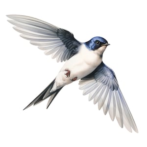 Könnte beinhalten: Detaillierte Illustration einer Schwalbe im Flug, mit weit ausgebreiteten Flügeln. Der Vogel hat eine weiße Brust, einen blauen Kopf und Rücken sowie graue und blaue Flügel. Der Schwanz der Schwalbe ist lang und gegabelt, und die Füße sind sichtbar.