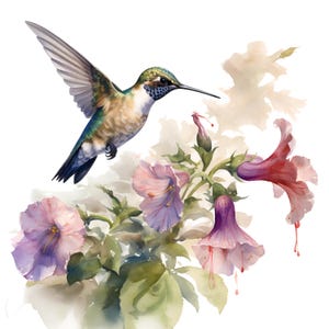 Puede incluir: Ilustración en acuarela de un colibrí en vuelo, con las alas extendidas, acercándose a flores rosas y moradas. El ave tiene plumaje verde, azul y marrón. Las flores están pintadas con un estilo acuarelado delicado.