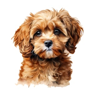 Puede incluir: Ilustración digital de un cachorro de Cavapoo con un pelaje esponjoso, marrón y beige. El cachorro tiene ojos grandes y oscuros y una nariz negra, con una mancha blanca en la barbilla. La imagen está sobre un fondo blanco.
