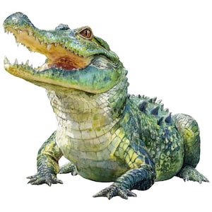 Könnte beinhalten: Ein Aquarellgemälde eines Alligators mit offenem Maul, das scharfe Zähne zeigt. Der Körper des Alligators ist eine Mischung aus grünen und gelben Farbtönen mit detaillierter Textur. Das Kunstwerk ist vor einem weißen Hintergrund.