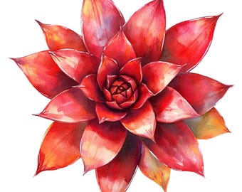 May include: Watercolor painting of a vibrant red succulent plant. The plant's fleshy leaves are a gradient of red, orange, and yellow, radiating from the center. The artwork is set against a clean white background, highlighting the plant's intricate details.