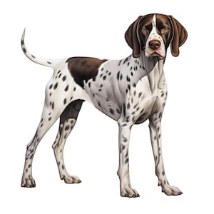 Puede incluir: Ilustración de un perro de raza Braco Alemán. El perro tiene un pelaje blanco con manchas y parches marrones. Su cabeza y orejas son marrones, y tiene una expresión concentrada.