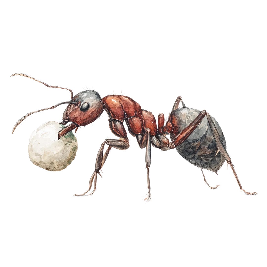 4X Ant Stickers Insect Car Stickers Nature Forest Animals Vinyl ...
