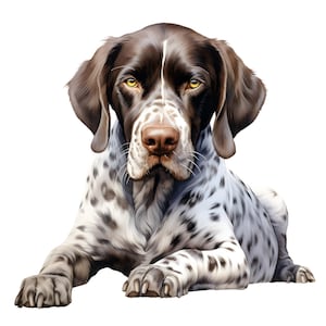 Puede incluir: Ilustración digital de un perro Braco Alemán tumbado. El perro tiene un pelaje manchado marrón y blanco, con orejas y cabeza marrones. Los ojos del perro son amarillos y tiene una nariz marrón. El perro mira directamente al espectador.