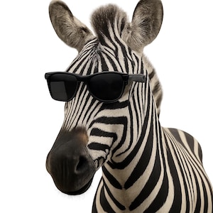 May include: A zebra's head and upper body, wearing black sunglasses. The zebra has black and white stripes, with a white background. The zebra is looking slightly to the left.