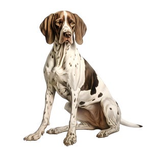 Puede incluir: Ilustración de un perro Braco Alemán sentado. El perro tiene un pelaje blanco con manchas y motas marrones. Sus orejas y cabeza son marrones. El perro mira directamente al espectador sobre un fondo blanco.