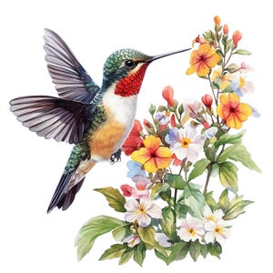 Puede incluir: Ilustración en acuarela de un colibrí en vuelo, con las alas extendidas, acercándose a flores coloridas. El ave tiene plumaje verde, rojo y blanco. Las flores son amarillas, naranjas, blancas y rojas, con hojas verdes. El fondo es blanco.