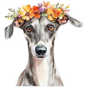 Könnte beinhalten: Aquarell-Illustration eines Windhundes mit einem Blumenkranz. Der Hund hat eine schwarze Nase und bernsteinfarbene Augen. Der Blumenkranz besteht aus orangefarbenen, gelben und violetten Blüten in einem zarten Stil.