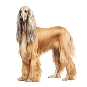Puede incluir: Ilustración digital de un perro afgano, de perfil sobre fondo blanco. El perro tiene pelo largo y fluido de color marrón claro y una constitución esbelta. Su cabeza está en alto, con un hocico largo y ojos oscuros.
