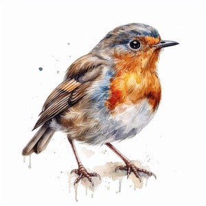 Robin sticker, Christmas bird sticker, winter bird motif, nature sticker, bird illustration, robin decoration, winter decoration