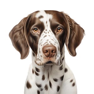 Puede incluir: Retrato detallado de un perro con marcas marrones y blancas. El perro tiene orejas caídas marrones, una nariz marrón y ojos marrones. El pelaje del perro es una mezcla de manchas blancas y marrones. El perro mira directamente al espectador sobre un fondo blanco.