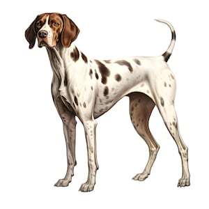 Puede incluir: Ilustración digital de un perro Pointer. El perro tiene un pelaje blanco con manchas y marcas marrones en la cabeza y las orejas. Se mantiene erguido con una postura orgullosa sobre un fondo blanco, mostrando su constitución atlética y su expresión alerta.