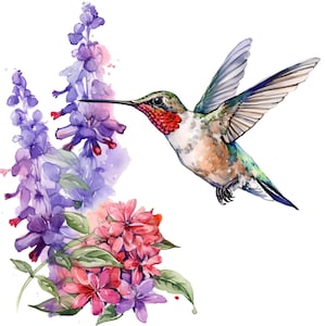 Puede incluir: Ilustración en acuarela de un colibrí en vuelo, acercándose a flores moradas y rosas. El ave tiene la garganta roja, la cabeza verde y el cuerpo marrón. Las flores están en plena floración con hojas verdes.