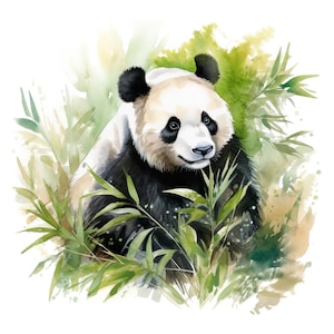 Può includere: Illustrazione ad acquerello di un panda tra bambù. Il panda ha una pelliccia bianca e nera, con macchie nere intorno agli occhi e alle orecchie. Il bambù è verde e lo sfondo presenta morbidi lavaggi ad acquerello verdi e gialli.