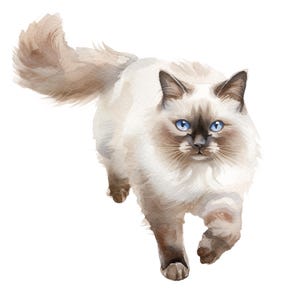 Könnte beinhalten: Aquarellmalerei einer Ragdoll-Katze mit blauen Augen und cremefarbenem Fell. Die Katze wird dargestellt, wie sie auf den Betrachter zugeht, wobei ihre charakteristischen Merkmale und ihr langer Schwanz hervorgehoben werden. Das Kunstwerk ist vor einem weißen Hintergrund.