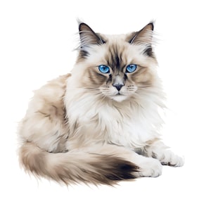 Könnte beinhalten: Detaillierte Illustration einer Ragdoll-Katze mit auffälligen blauen Augen. Die Katze hat ein flauschiges, cremefarbenes Fell mit dunkleren braunen Markierungen auf Gesicht, Ohren und Schwanz. Die Katze liegt, die Pfoten ordentlich unter dem Körper.