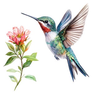 Puede incluir: Ilustración en acuarela de un colibrí en vuelo, con las alas extendidas. El ave tiene plumaje verde, azul y rojo. A la izquierda del ave hay una flor rosa y naranja con hojas verdes.