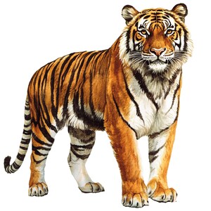 Könnte beinhalten: Aquarellillustration eines Tigers. Der Tiger hat orangefarbenes Fell mit schwarzen Streifen und weißen Markierungen auf Brust und Beinen. Der Tiger steht und blickt nach vorne, die Augen direkt auf den Betrachter gerichtet.