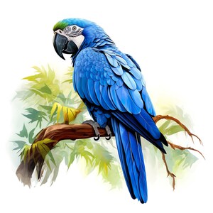 Puede incluir: Ilustración vibrante de un guacamayo azul posado en una rama marrón. El ave tiene un pico negro, cara blanca y corona verde. El fondo presenta hojas verdes y amarillas, creando una escena tropical.