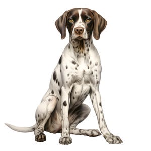 Puede incluir: Ilustración detallada de un perro de raza Braco Alemán sentado. El perro tiene un pelaje blanco con manchas negras y una cabeza y orejas marrones. El perro mira directamente al espectador con una expresión concentrada.