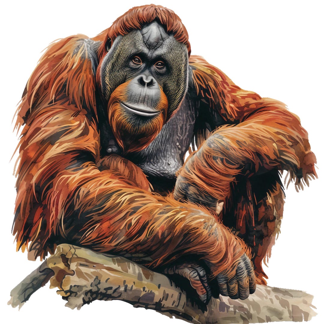 5X Orangutan Stickers Monkey Car Stickers Jungle Animal Vinyl ...