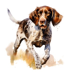 Puede incluir: Pintura a la acuarela de un perro en movimiento. El perro tiene pelaje manchado marrón y blanco, con orejas y cabeza marrones. El perro corre hacia el espectador, con la boca ligeramente abierta. El fondo es blanco con un toque de beige.