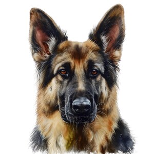 Peut inclure: Portrait détaillé d'un berger allemand. Le chien a un museau noir, des yeux bruns et une fourrure noire, marron et beige. Les oreilles du chien sont dressées, et le fond est blanc.