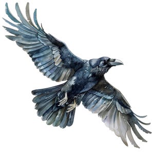 May include: Watercolor painting of a raven in flight, wings spread wide. The bird is depicted in shades of black, gray, and blue, with detailed feather textures. The raven's beak is white, and its talons are visible. The background is plain white.