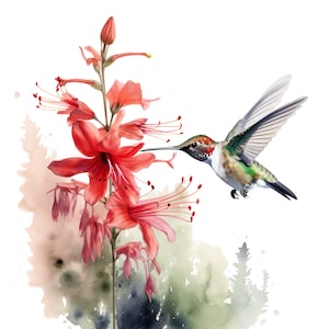 Puede incluir: Ilustración en acuarela de un colibrí cerca de flores rojas vibrantes. El ave tiene plumas verdes y marrones iridiscentes, con un pico largo. Las flores tienen pétalos delicados y estambres largos, sobre un fondo de acuarela suave.
