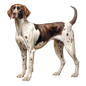 Puede incluir: Ilustración de un perro Pointer. El perro tiene un pelaje blanco con manchas y marcas marrones. La cabeza y las orejas del perro son marrones. El perro está representado de pie, con la cola curvada hacia arriba.