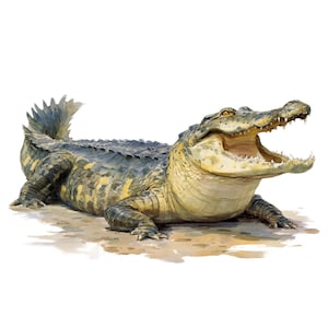 Può includere: Illustrazione ad acquerello di un alligatore con la bocca aperta, che mostra denti affilati. Il rettile ha un corpo strutturato, verde e giallo, ed è sdraiato su una superficie sabbiosa. L'opera d'arte è dettagliata e realistica.