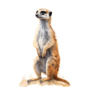 May include: Watercolor illustration of a meerkat standing upright, with a light brown and tan coat. The meerkat has a white chest and a black face with dark eyes. The background is white.