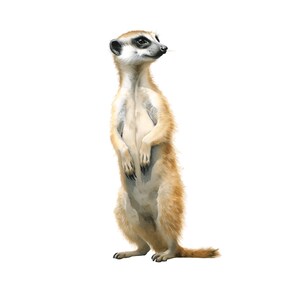 May include: A watercolor illustration of a meerkat standing upright. The meerkat has tan fur with a lighter belly and dark markings around its eyes. Its small paws are black, and it has a long, thin tail.