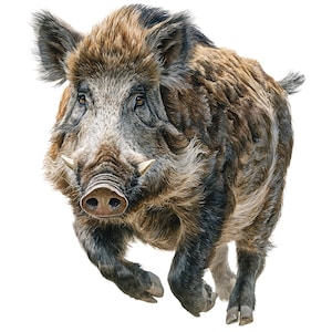 Könnte beinhalten: Detaillierte Illustration eines Wildschweins in Bewegung, mit braunem und schwarzem Fell, markanten Hauern und konzentriertem Blick. Das Tier wird im Laufschritt vor weißem Hintergrund dargestellt, was seinen kraftvollen Körperbau und seine dynamische Pose hervorhebt.