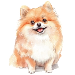 Op de afbeelding: Waterverfillustratie van een dwergkeeshond. De hond heeft een pluizige, oranje en witte vacht, bruine ogen en een roze tong. Hij lacht en lijkt gelukkig. De afbeelding staat tegen een witte achtergrond.
