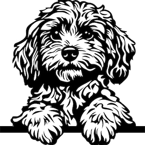 Op de afbeelding: Zwart-wit illustratie van een Cavapoo hond. De afbeelding toont het gezicht en de poten van de hond, met gedetailleerde vacht en een vriendelijke uitdrukking. De hond rust zijn poten op een horizontale lijn.