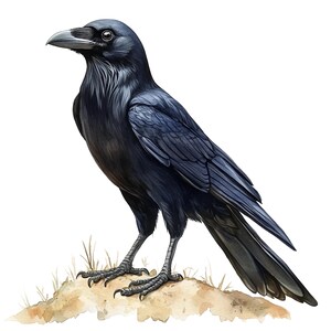 Könnte beinhalten: Detaillierte Illustration einer schwarzen Krähe mit einem markanten Schnabel und dunklen Federn. Der Vogel sitzt auf einem kleinen Erdhügel mit spärlichem Gras, vor weißem Hintergrund. Das Auge der Krähe ist sichtbar.