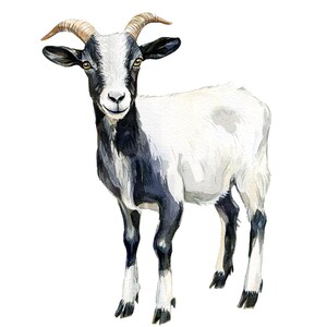 Può includere: Illustrazione ad acquerello di una capra con corpo bianco e segni neri su testa, collo e zampe. La capra ha corna marroni ricurve e si trova su sfondo bianco. La capra è rivolta in avanti.