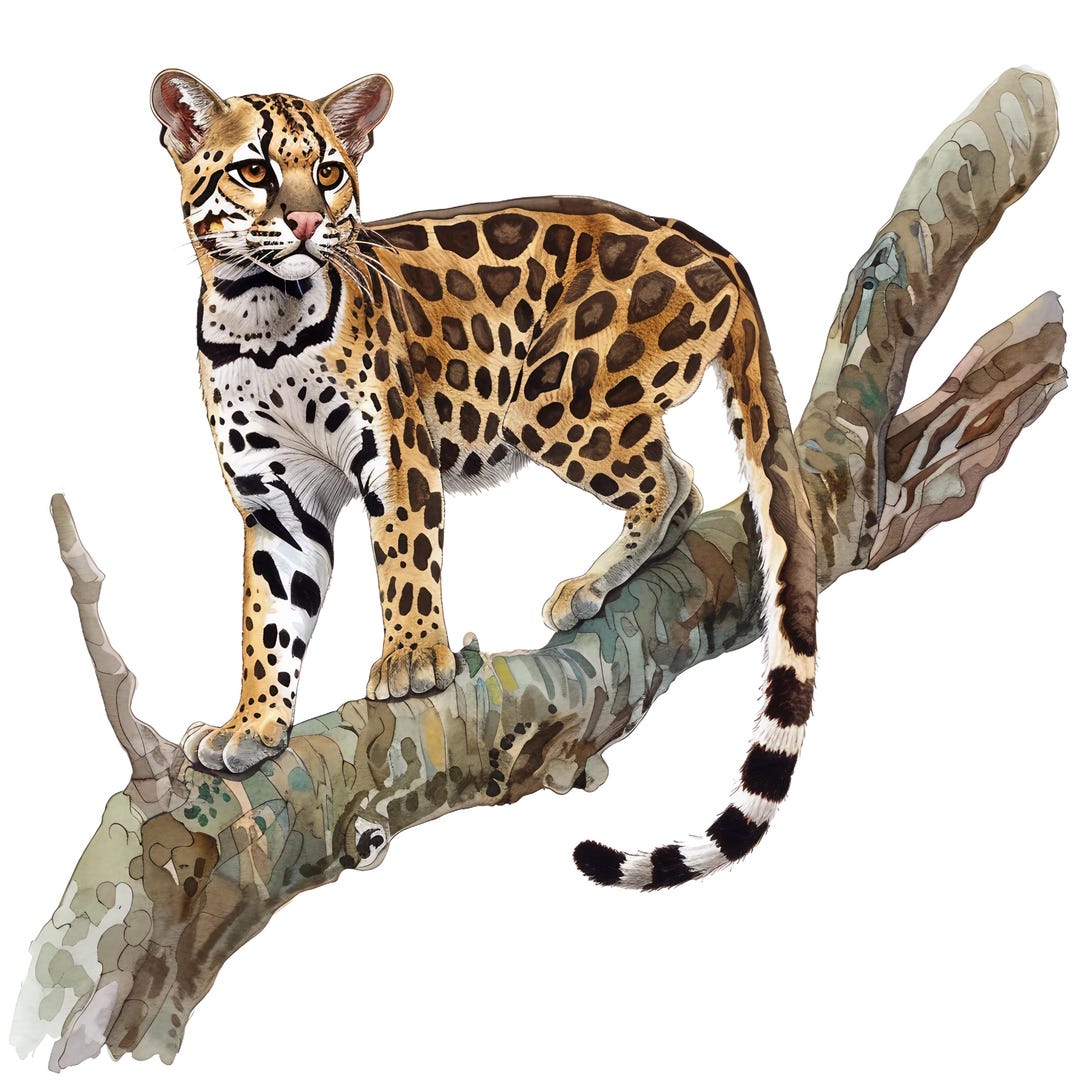 4X Ocelot Sticker Set, 4 Pieces, Watercolor Car Stickers, Wildcat ...