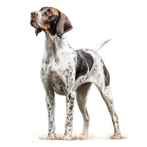Puede incluir: Ilustración al estilo acuarela de un perro Pointer. El perro tiene un pelaje blanco con marcas negras y marrones. Está de pie sobre un trozo de hierba, mirando hacia arriba. Las orejas y la cabeza del perro son marrones, y su cuerpo tiene manchas negras.
